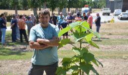 Un homme devant un jeune plant de pawlonia