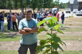 Un homme devant un jeune plant de pawlonia