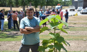 Un homme devant un jeune plant de pawlonia