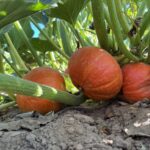Des potimarrons dans un champ