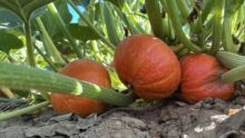 Des potimarrons dans un champ