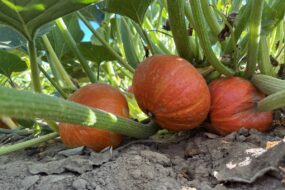 Des potimarrons dans un champ