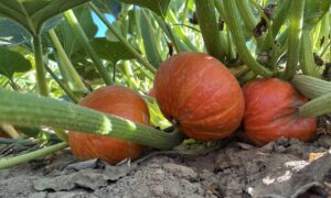 Des potimarrons dans un champ