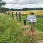 Plantation de haie au bord d'un champ