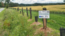 Plantation de haie au bord d'un champ