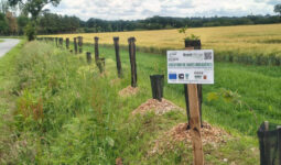 Plantation de haie au bord d'un champ
