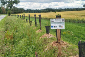 Plantation de haie au bord d'un champ