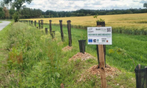 Plantation de haie au bord d'un champ
