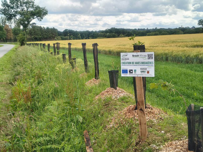 Plantation de haie au bord d'un champ - Illustration Replanter des haies bocagères en Kreiz Breizh