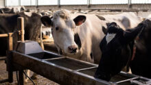 abreuvoir avec vaches dans un bâtiment d'élevage