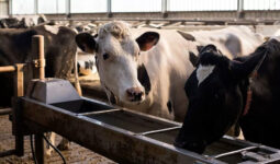 abreuvoir avec vaches dans un bâtiment d'élevage