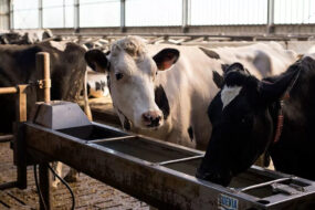 abreuvoir avec vaches dans un bâtiment d'élevage