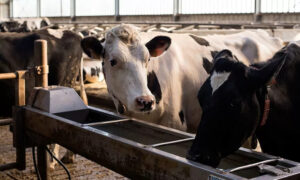 abreuvoir avec vaches dans un bâtiment d'élevage