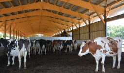 Un bâtiment d'élevage avec des vaches sur une litière de bois