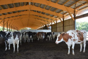 Un bâtiment d'élevage avec des vaches sur une litière de bois