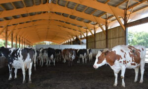 Un bâtiment d'élevage avec des vaches sur une litière de bois