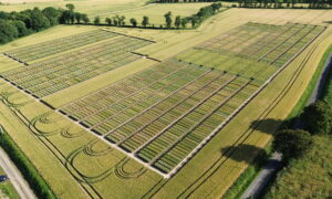 Vue aérienne d'une champ d'essai de variétés de blé