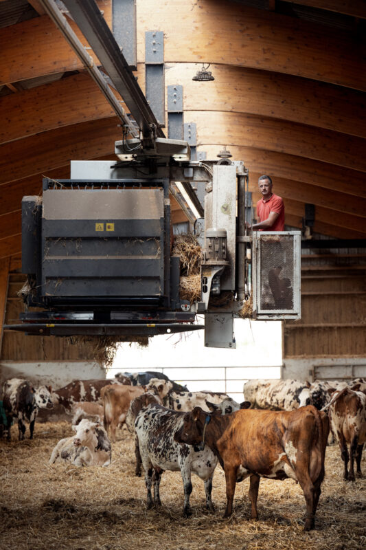 système de ditribution de fourrage dans un bâtiment d'élevage de vaches laitières