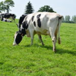 Vaches Prim'Holstein au pâturage