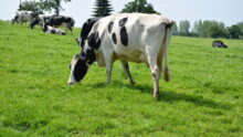 Vaches Prim'Holstein au pâturage