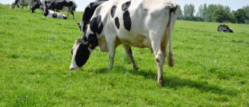 Vaches Prim'Holstein au pâturage