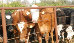 Des vaches laitières derrière une barrière