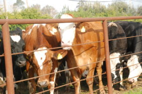 Des vaches laitières derrière une barrière