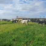 Des vaches au champ