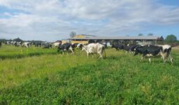 Des vaches au champ