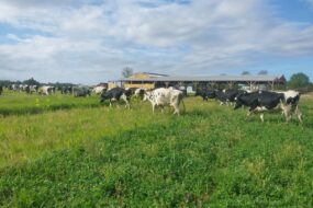 Des vaches au champ