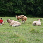 une éleveuse avec des vaches Aubracs au pâturage