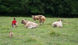 une éleveuse avec des vaches Aubracs au pâturage