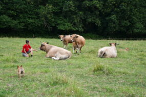 une éleveuse avec des vaches Aubracs au pâturage