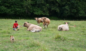 une éleveuse avec des vaches Aubracs au pâturage