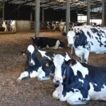 litière en plaquettes de bois dans un bâtiment d'élevage de vaches Prim'Holstein