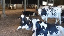 litière en plaquettes de bois dans un bâtiment d'élevage de vaches Prim'Holstein