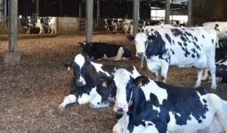 litière en plaquettes de bois dans un bâtiment d'élevage de vaches Prim'Holstein
