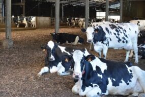 litière en plaquettes de bois dans un bâtiment d'élevage de vaches Prim'Holstein
