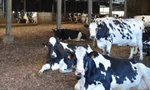litière en plaquettes de bois dans un bâtiment d'élevage de vaches Prim'Holstein