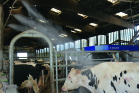 brumisation des vaches dans un bâtiment d'élevage