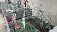case liberté en maternité dans un élevage de porcs