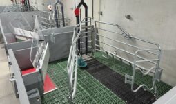 case liberté en maternité dans un élevage de porcs