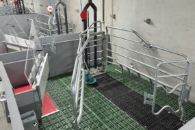 case liberté en maternité dans un élevage de porcs