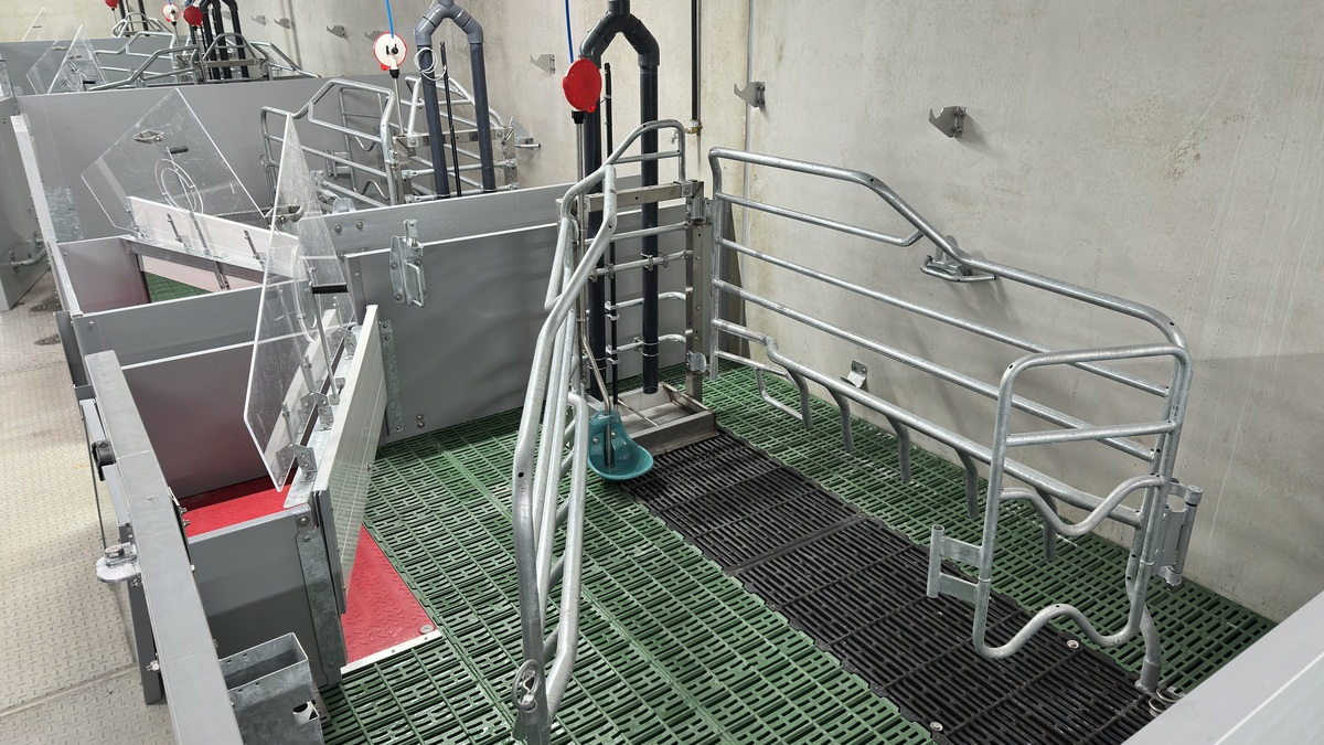 case liberté en maternité dans un élevage de porcs - Illustration « C&rsquo;est à nous de nous adapter »