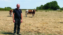 Un éleveur avec deux vaches dans un champ