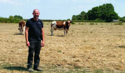 Un éleveur avec deux vaches dans un champ