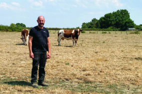 Un éleveur avec deux vaches dans un champ