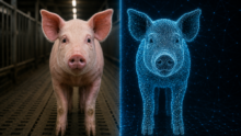 image d'un cochon et de son double numérique