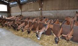 Des chèvres dans un bâtiment d'élevage en train de manger à un ratelier