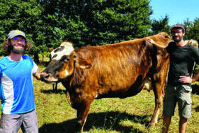 deux éleveurs à côté d'une vache.